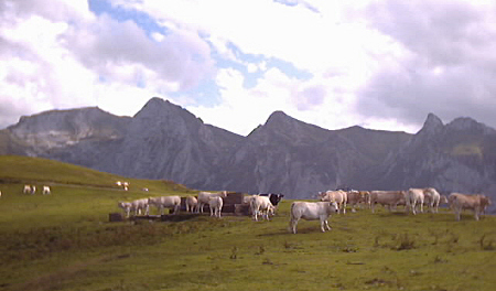 plateau crtes et troupeaux