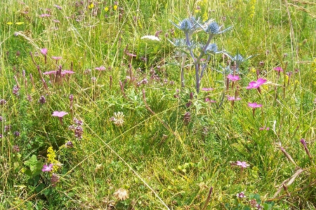 photo proche d'un bout de champ color de fleurs diverses