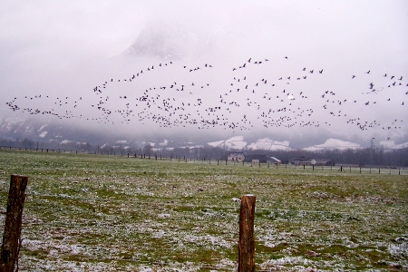 Vol de Grues cendres prs du sol enneig