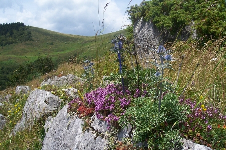 petit bout de montagne sauvage florissant